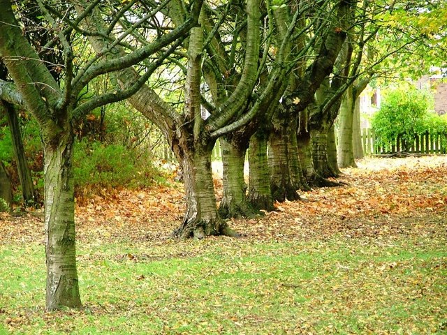 School Aycliffe, Durham